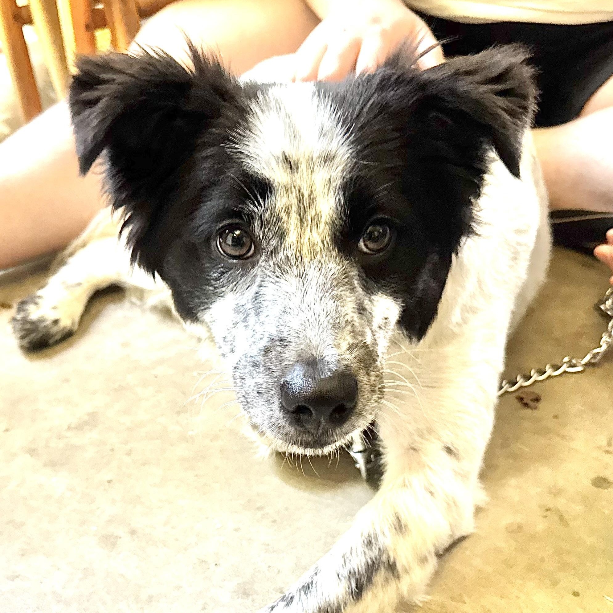 Texas Toast - adopted down south, adopted, Puppy Female Border Collie & Australian Shepherd.