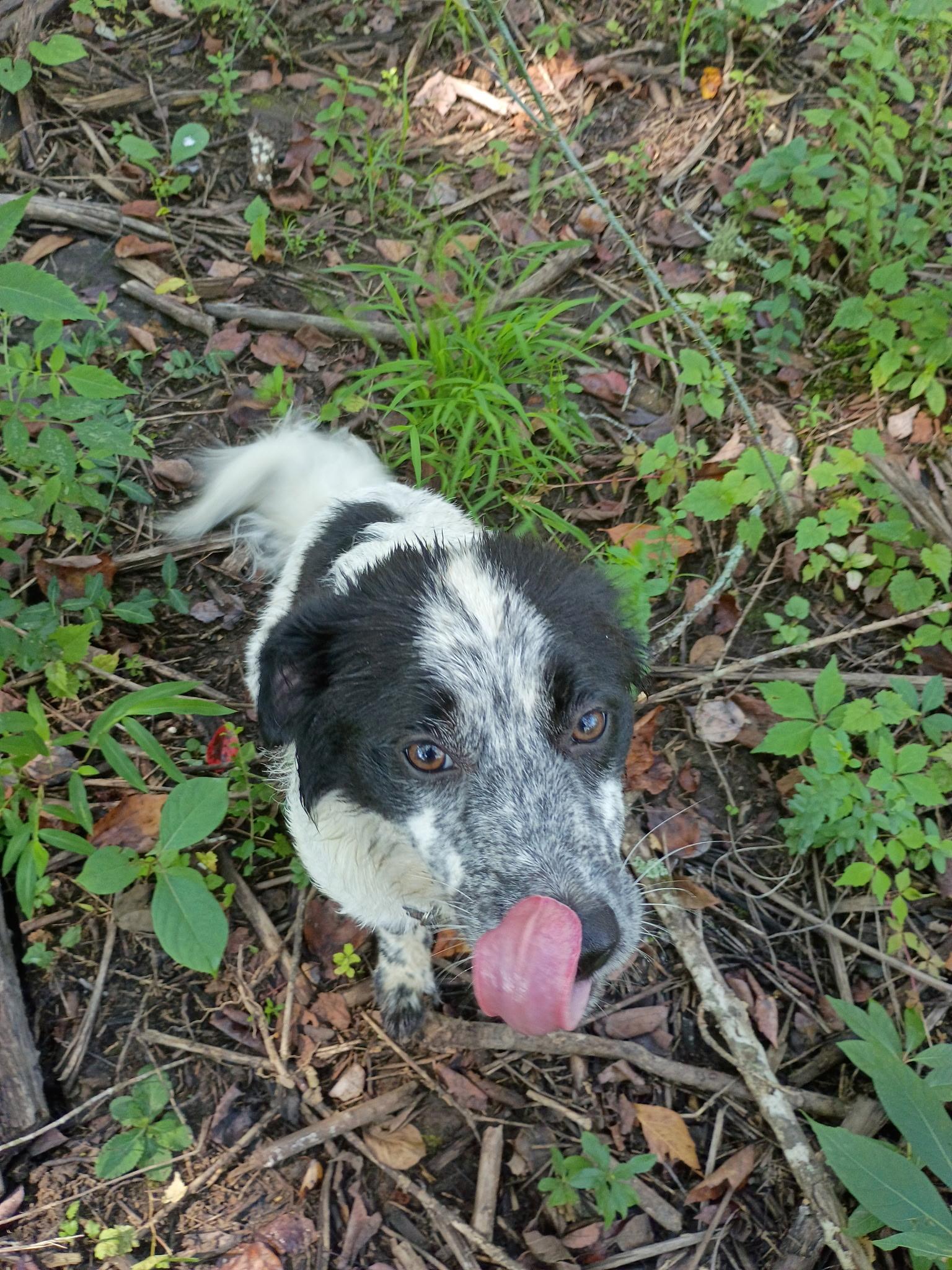 Texas Toast - adopted down south, an adopted mixed breed in Woburn, MA image 5/6