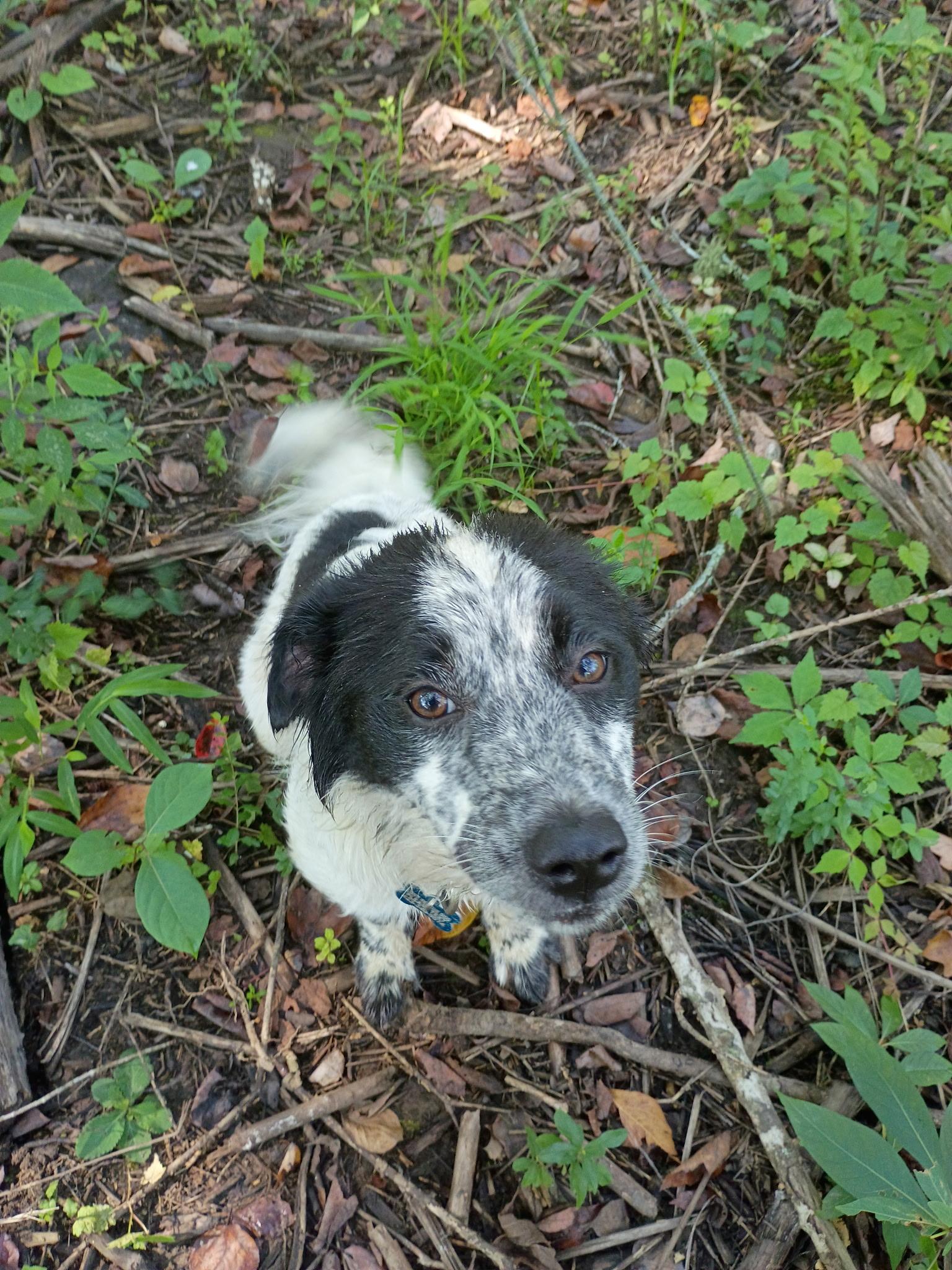 Texas Toast - adopted down south, an adopted mixed breed in Woburn, MA image 6/6