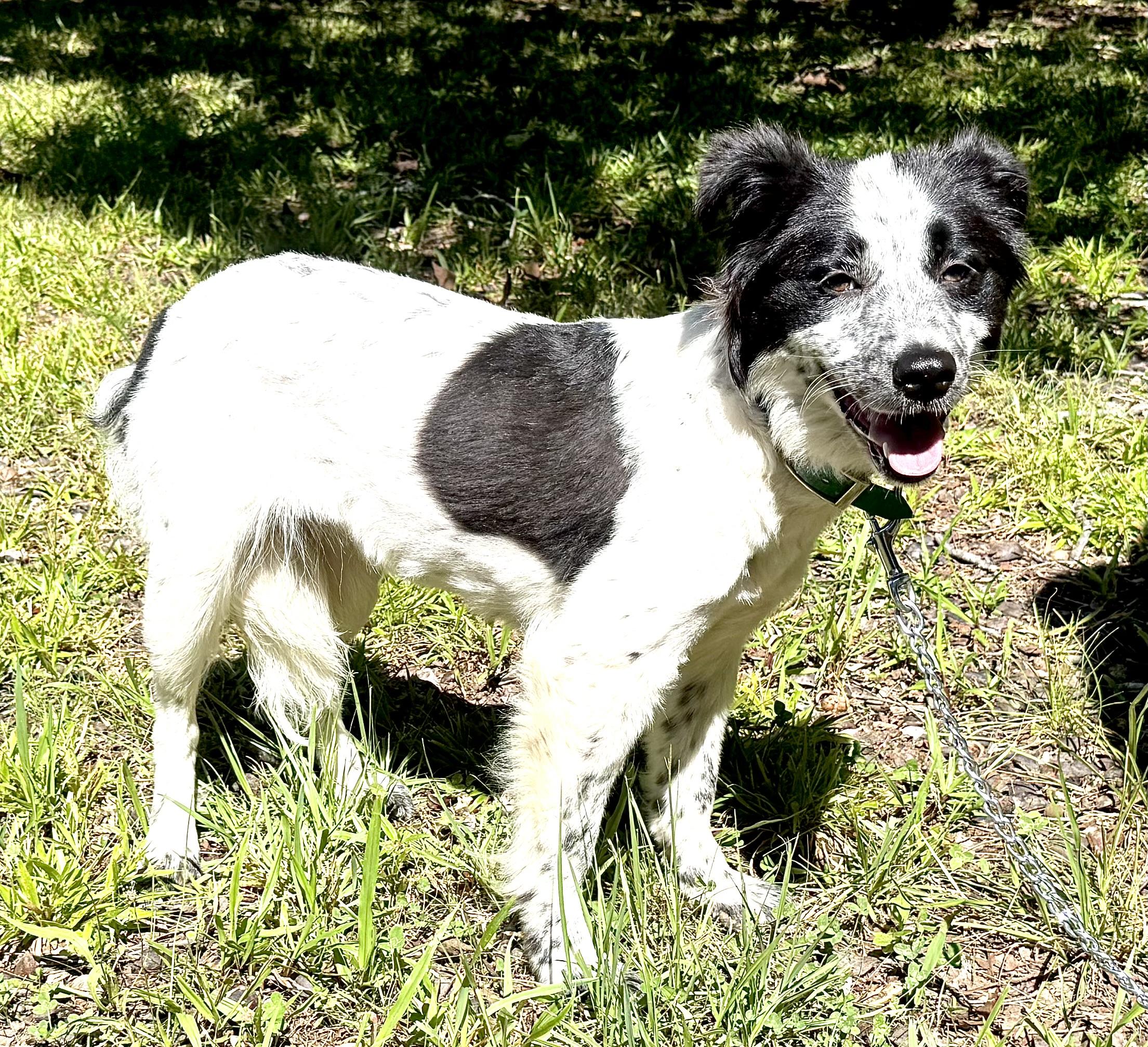 Texas Toast - adopted down south, an adopted mixed breed in Woburn, MA image 3/6