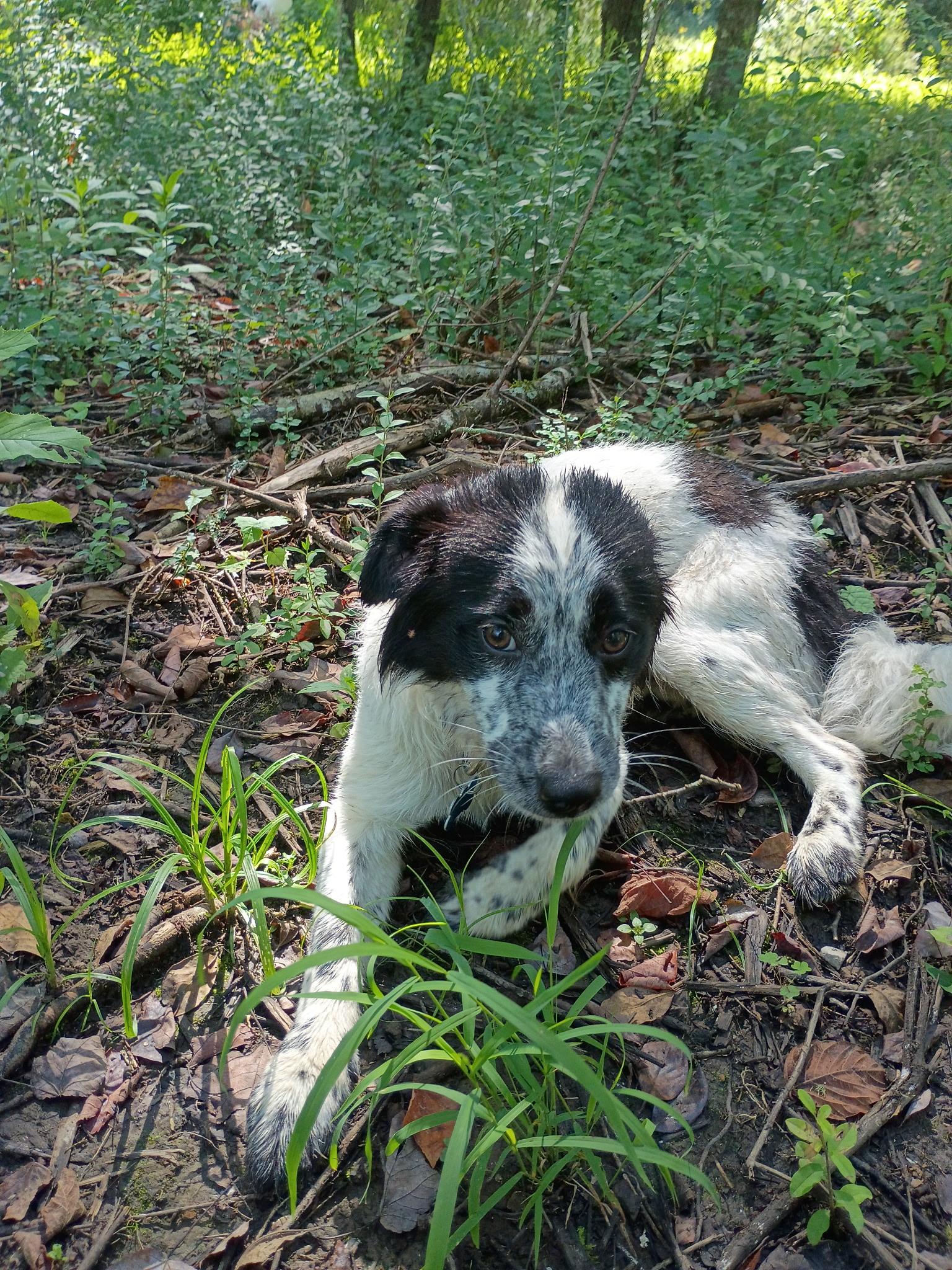 Texas Toast - adopted down south, an adopted mixed breed in Woburn, MA image 2/6