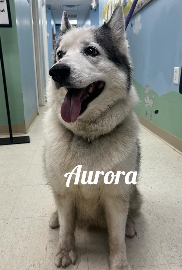 Aurora, an adoptable Husky in Manistee, MI, 49660 | Photo Image 2