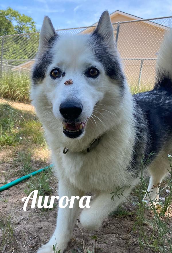 Aurora, an adoptable Husky in Manistee, MI, 49660 | Photo Image 1