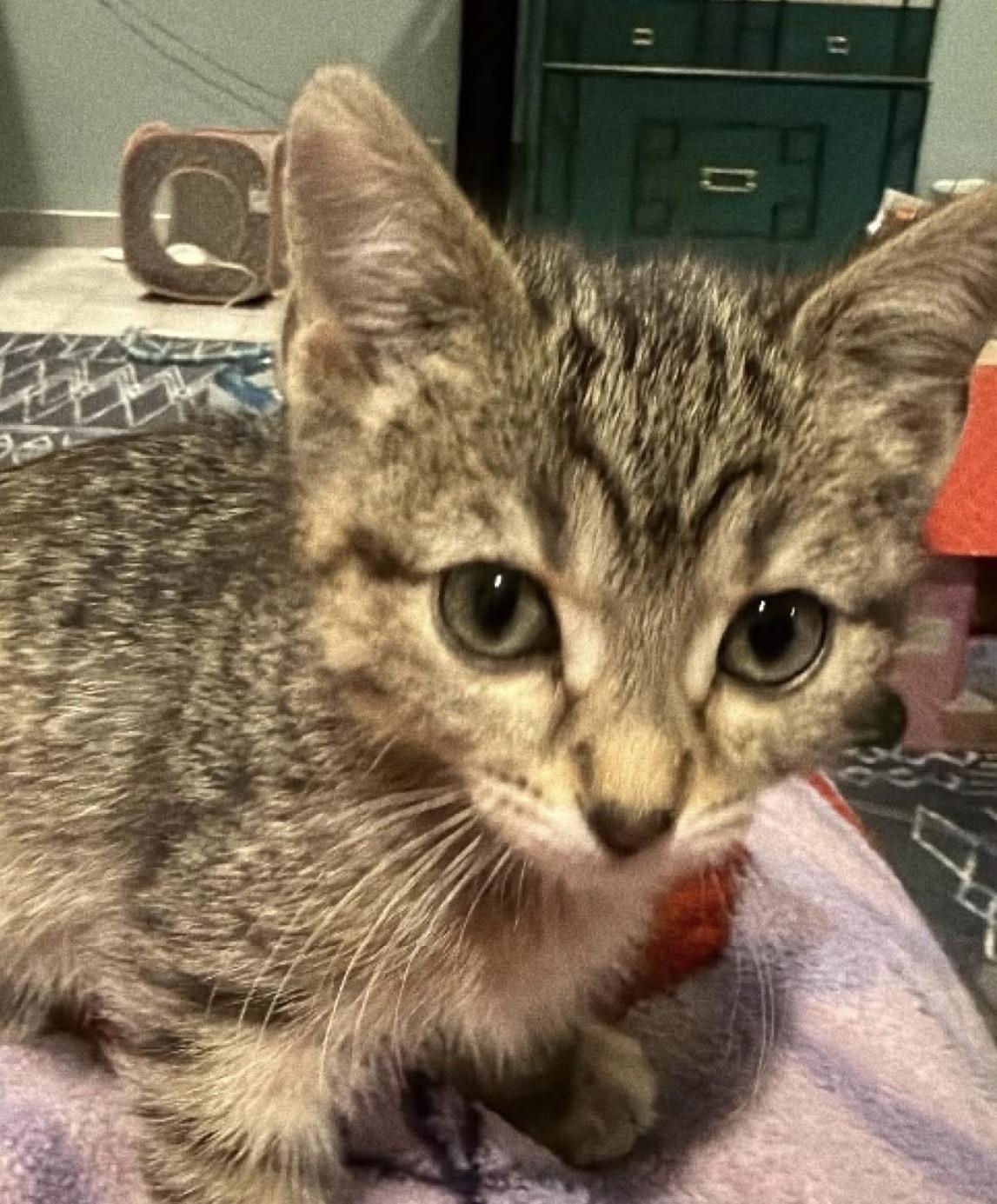 Enlarge Florence, a Adoptable mixed breed in Lockport, IL image 1/1