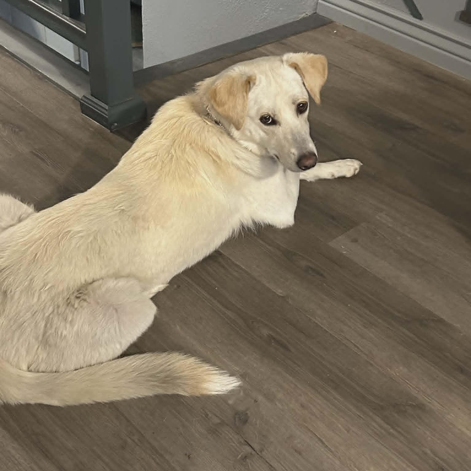Enlarge SIERRA, a ADOPTABLE mixed breed in Loveland, CO image 4/6