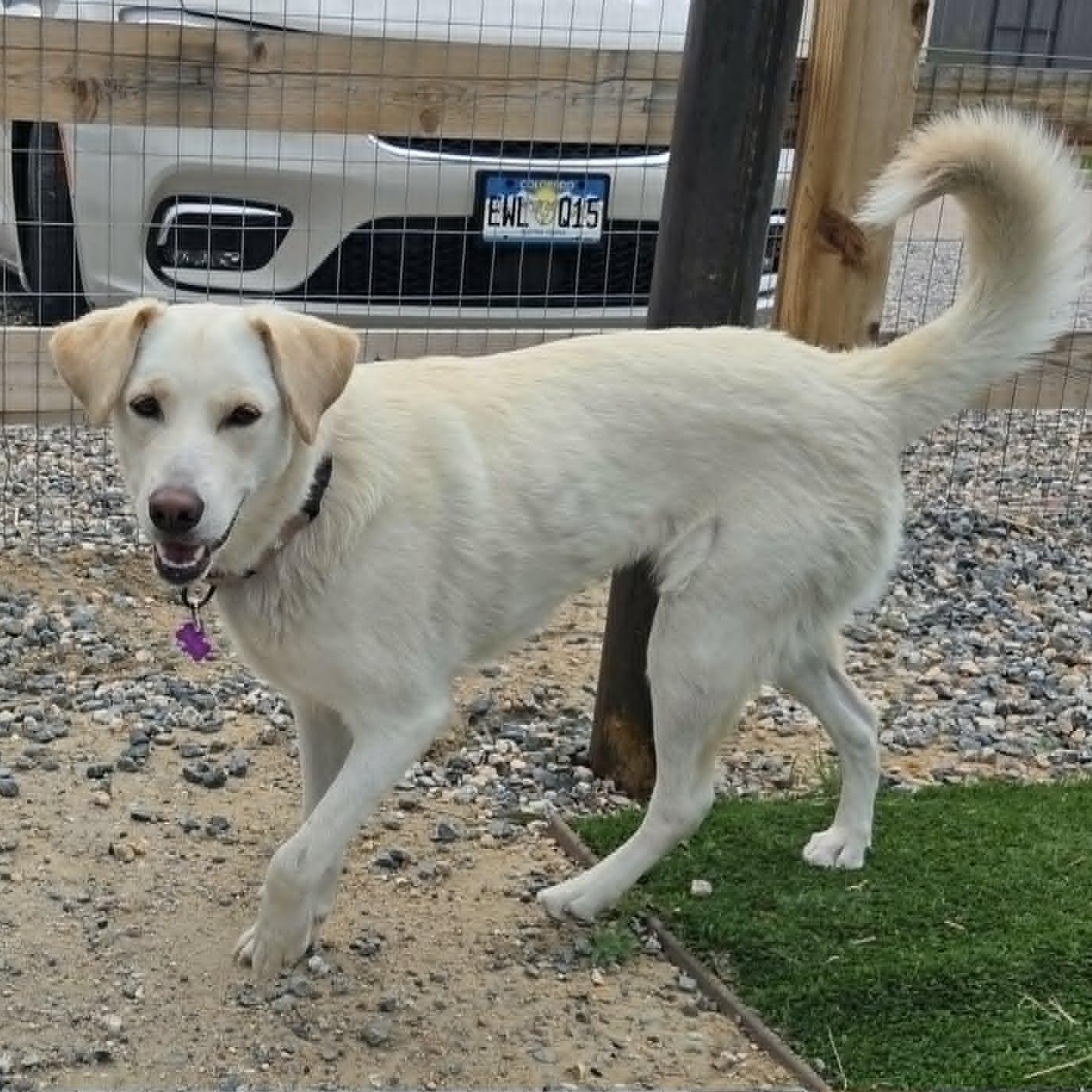 SIERRA, a ADOPTABLE mixed breed in Loveland, CO image 6/6