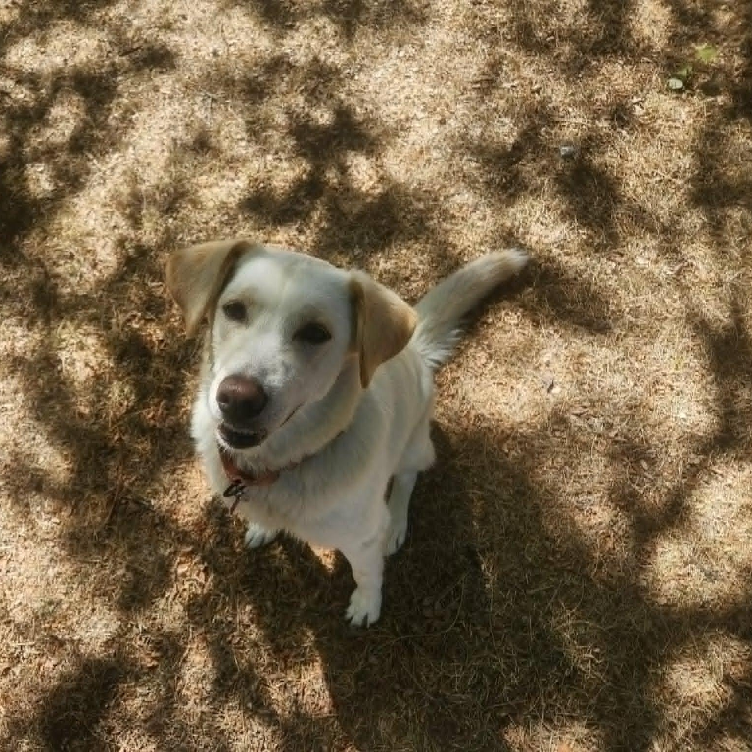 Enlarge SIERRA, a ADOPTABLE mixed breed in Loveland, CO image 3/6