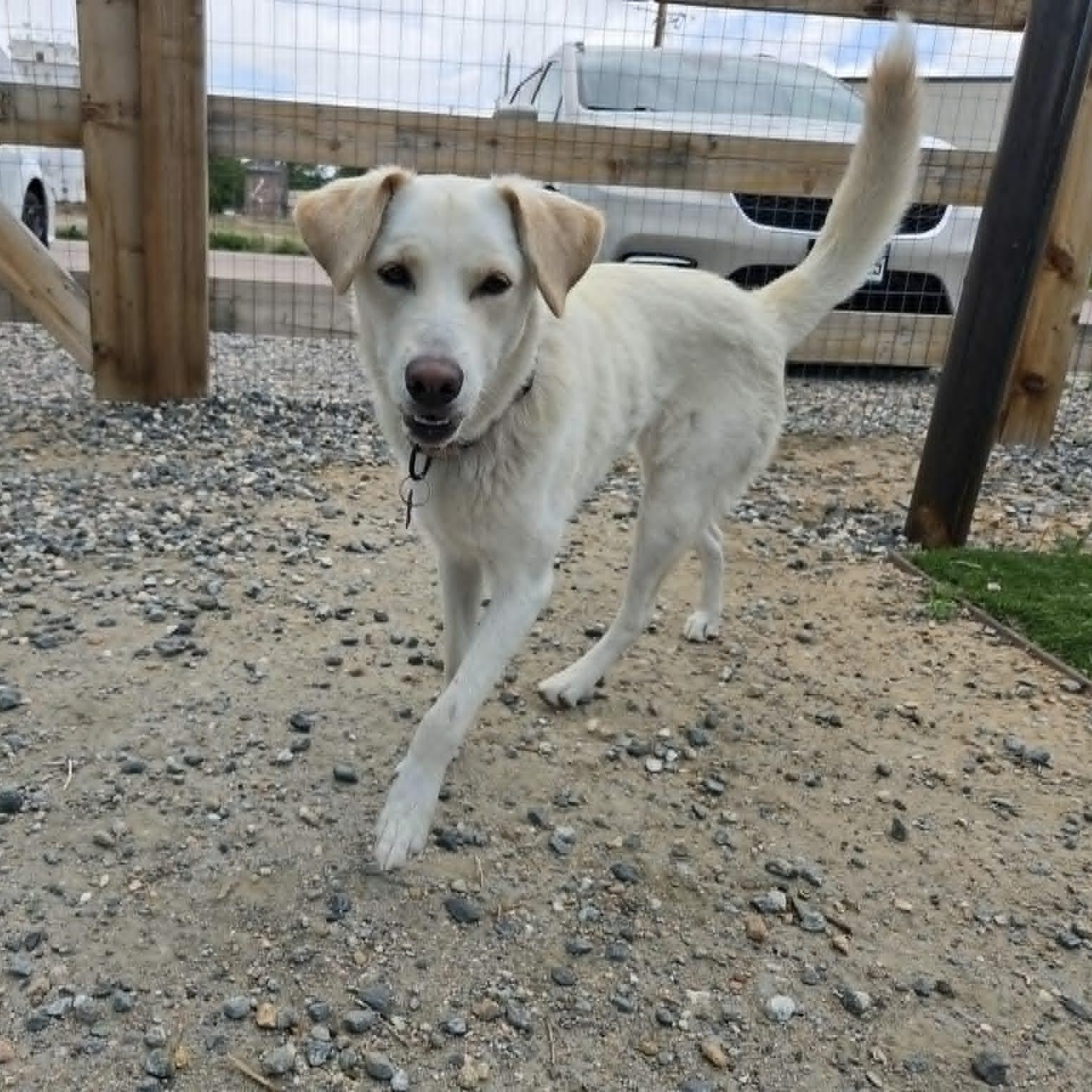 SIERRA, a ADOPTABLE mixed breed in Loveland, CO image 1/6