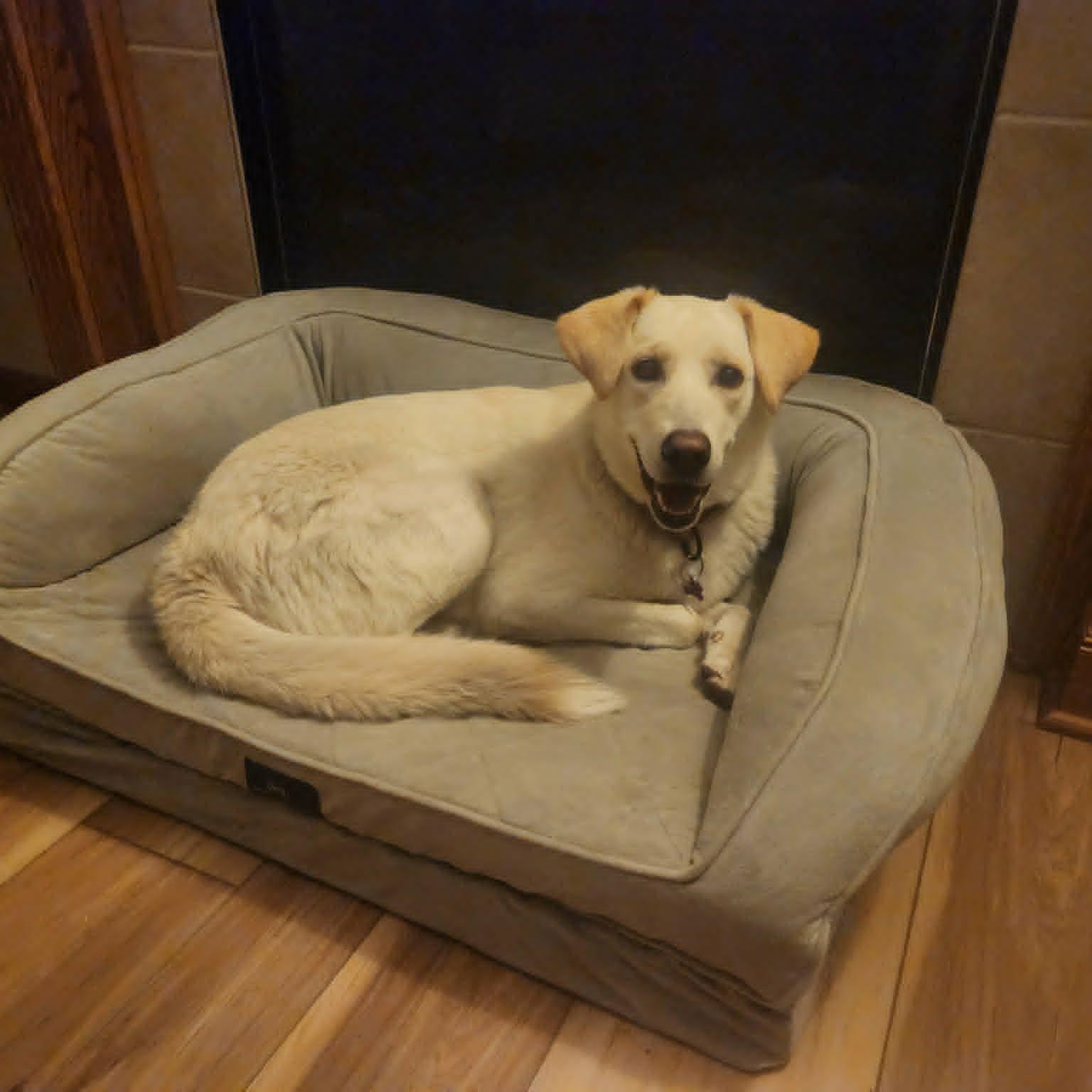 Enlarge SIERRA, a ADOPTABLE mixed breed in Loveland, CO image 2/6