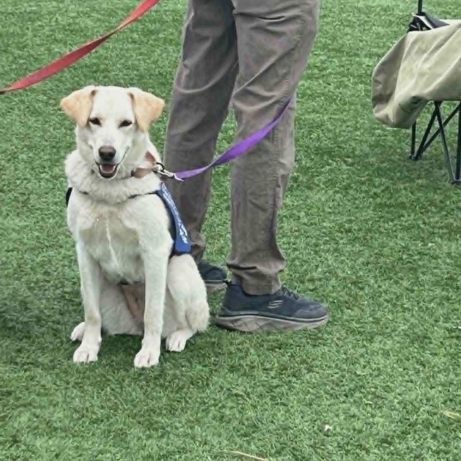 Enlarge SIERRA, a ADOPTABLE mixed breed in Loveland, CO image 5/6
