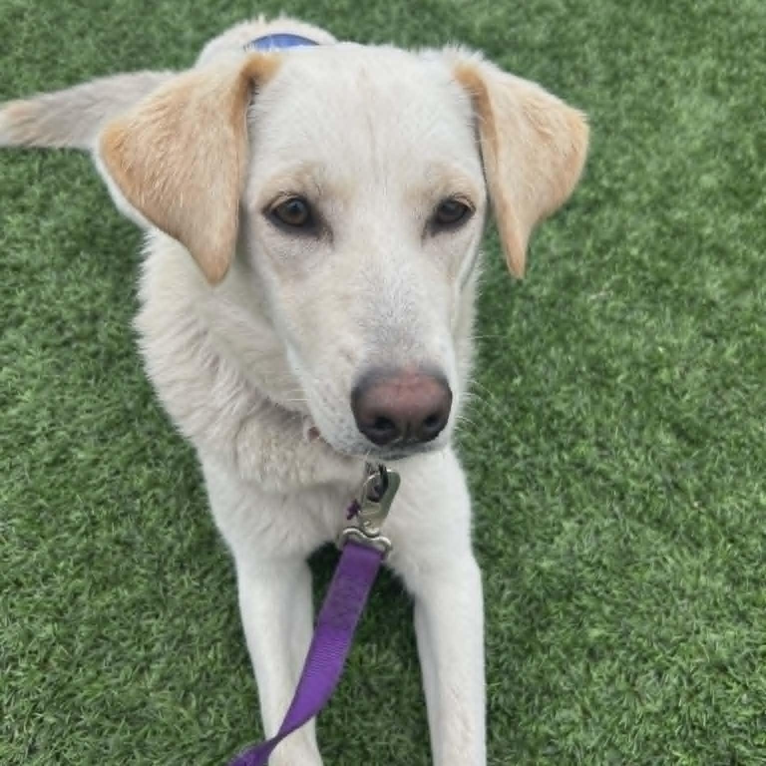 Enlarge SIERRA, a ADOPTABLE mixed breed in Loveland, CO image 1/6