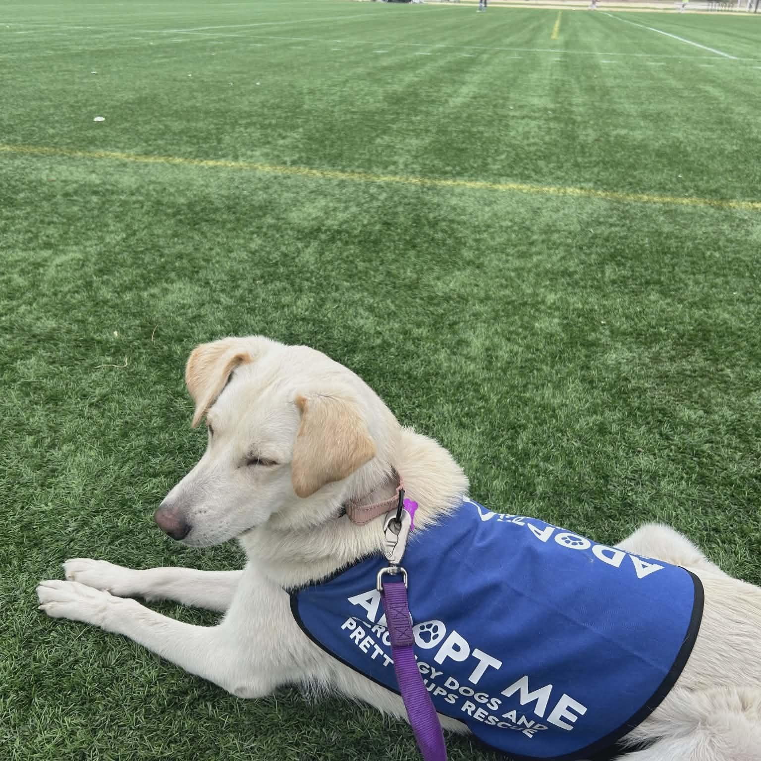 Enlarge SIERRA, a ADOPTABLE mixed breed in Loveland, CO image 6/6