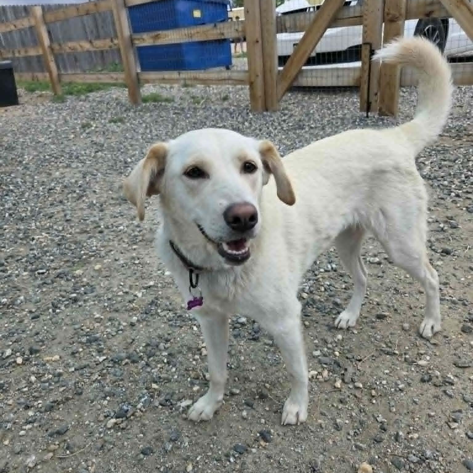 SIERRA, a ADOPTABLE mixed breed in Loveland, CO image 5/6