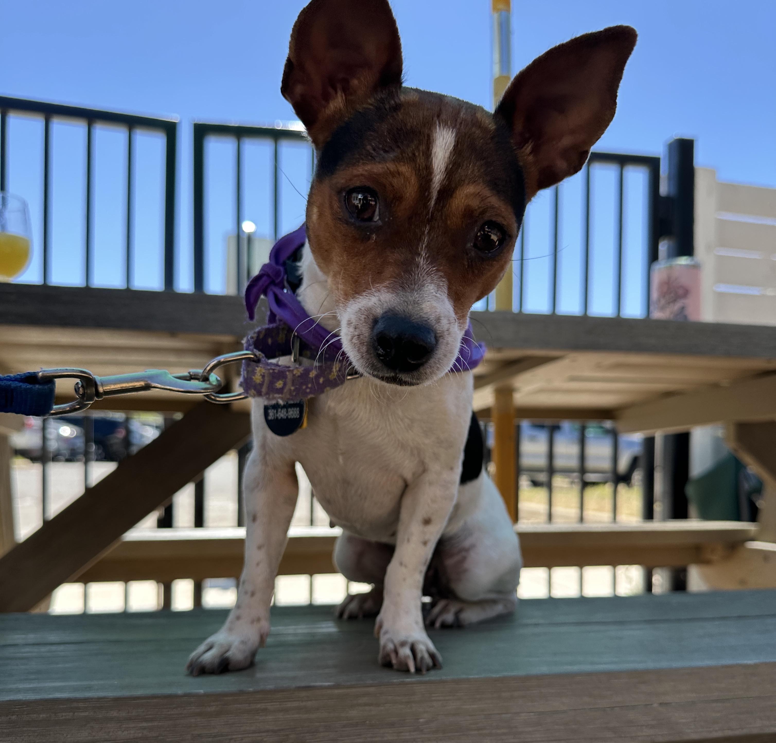 Penny Lane, Adoptable, Adult Female Jack Russell Terrier & Chihuahua.