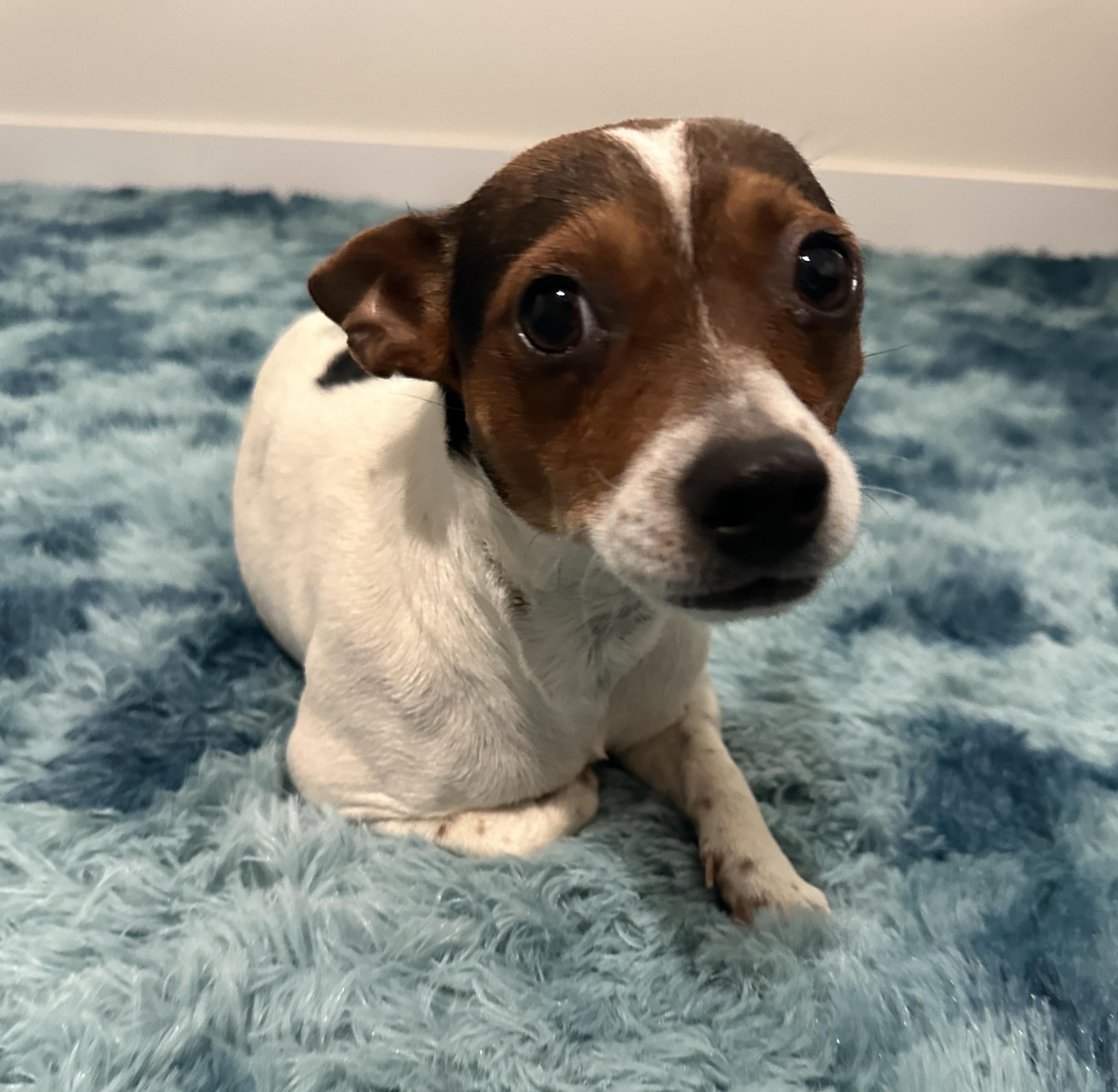 Enlarge Penny Lane, a Adoptable mixed breed in Austin, TX image 2/5