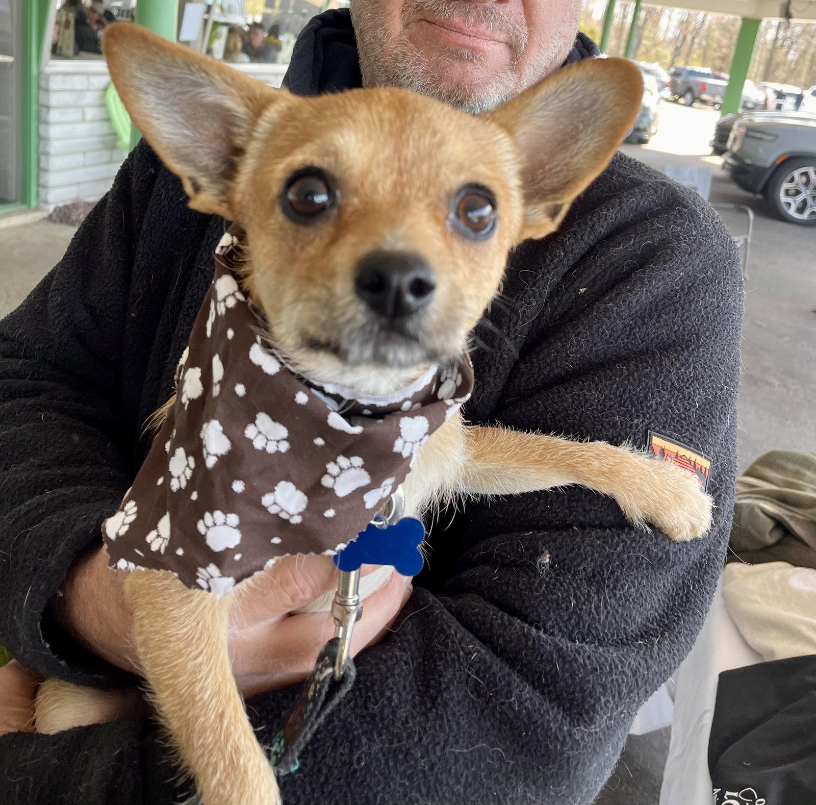 Enlarge Rusty (Chi), a Adopted Chihuahua in Blackwood, NJ image 1/3