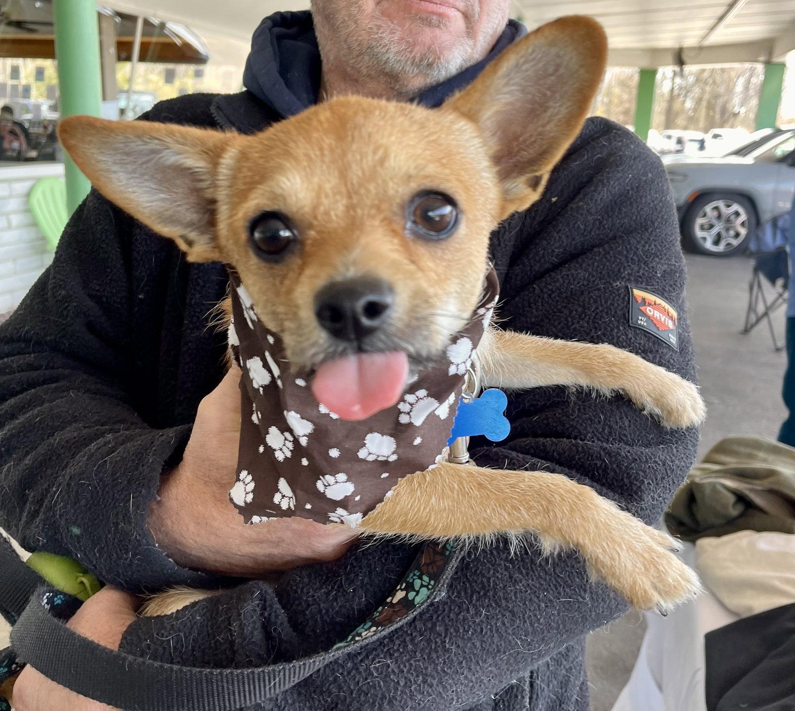 Enlarge Rusty (Chi), a Adopted Chihuahua in Blackwood, NJ image 3/3