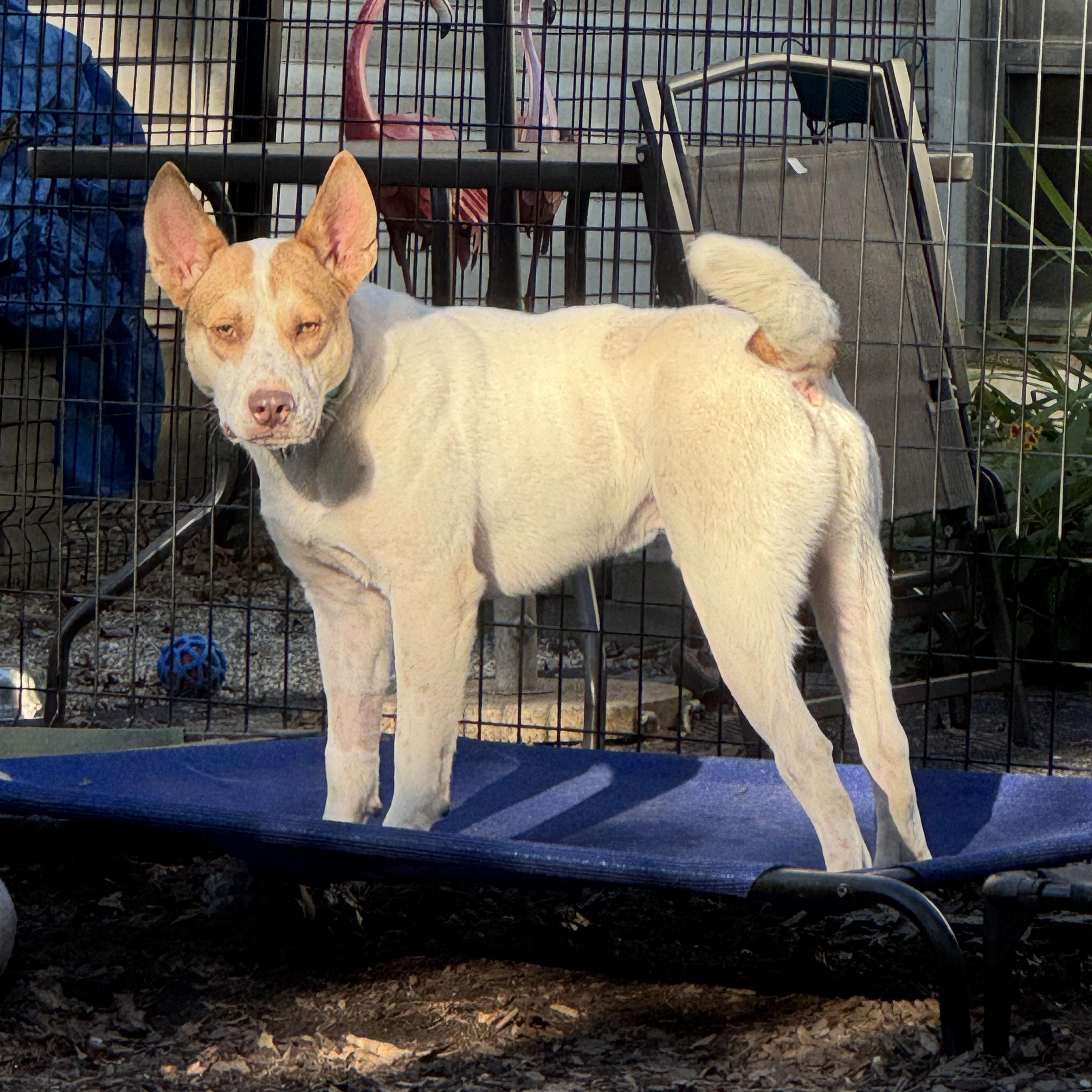 Jett, Adoptable, Young Male Mixed Breed.