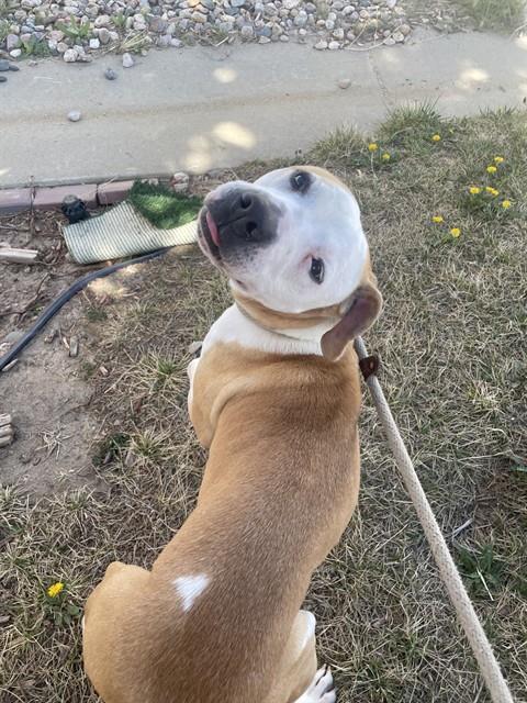 PAYTON, Adoptable, Adult Male Pit Bull Terrier.