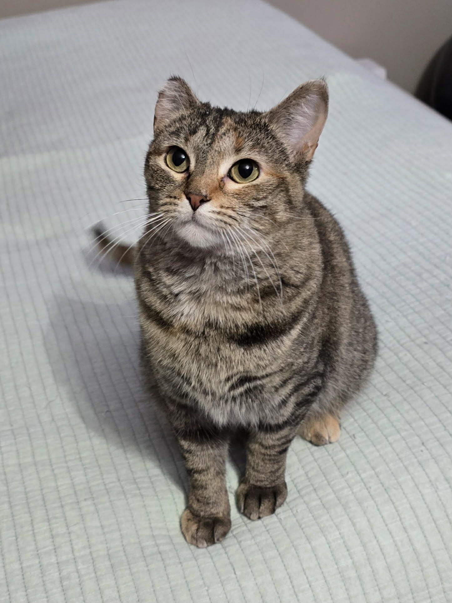 Tammy, Adoptable, Young Female Domestic Short Hair.