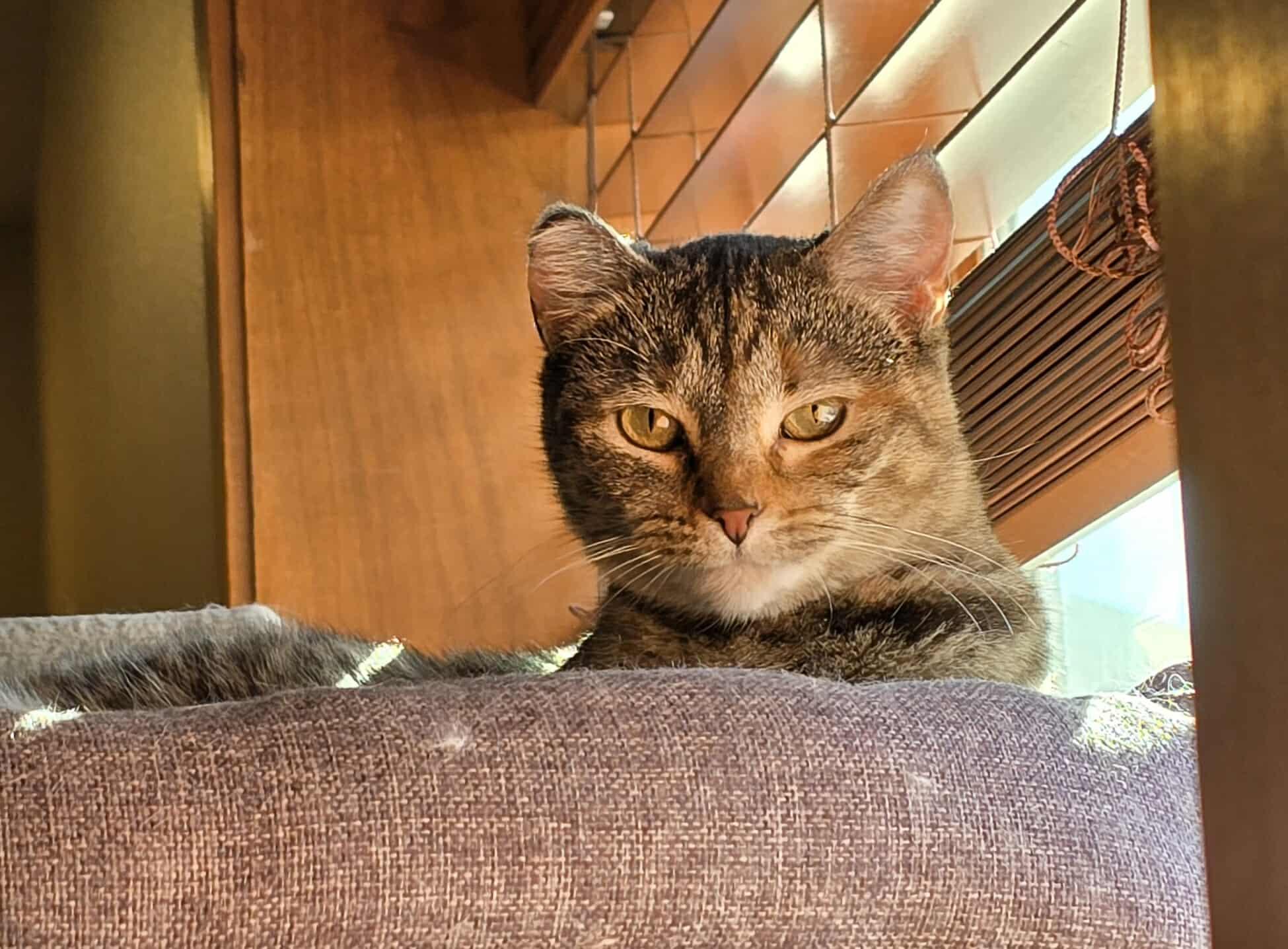 Tammy, a Adoptable Domestic Short Hair in Sioux Falls, SD image 4/6