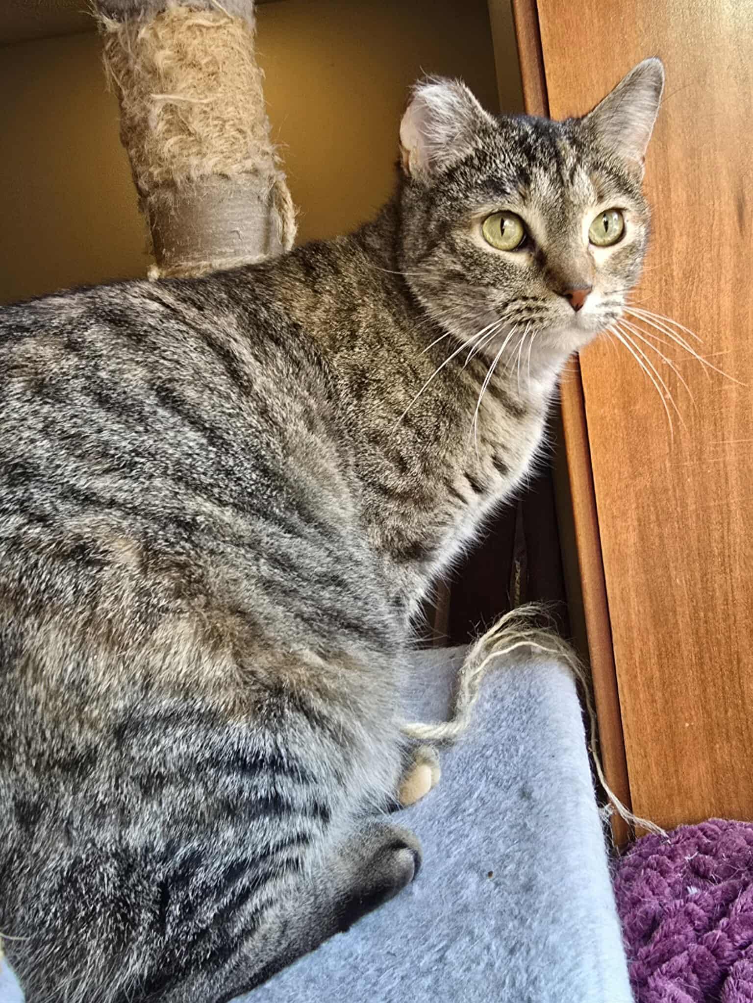 Tammy, a Adoptable Domestic Short Hair in Sioux Falls, SD image 2/6