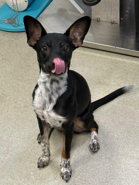 Bloom, ADOPTABLE, Young Female Australian Cattle Dog / Blue Heeler & Chihuahua.