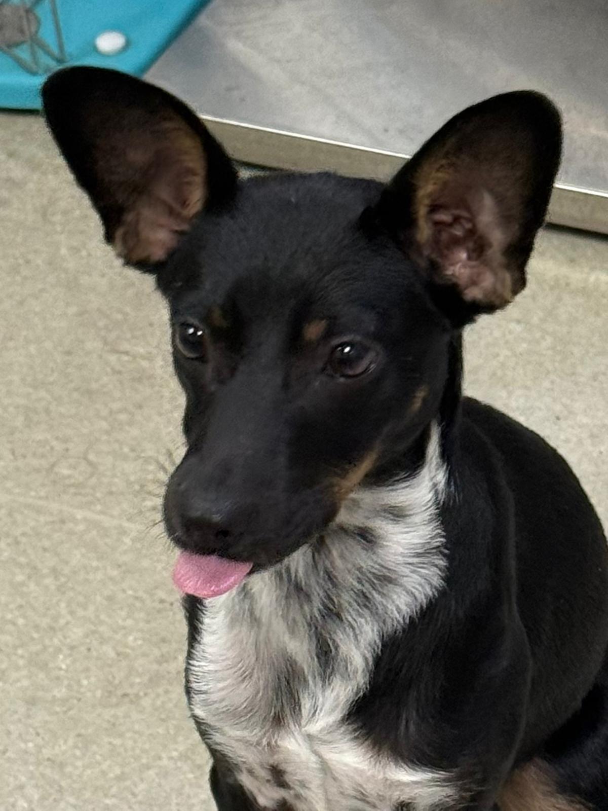 Bloom, a ADOPTABLE mixed breed in Tallahassee, FL image 2/3