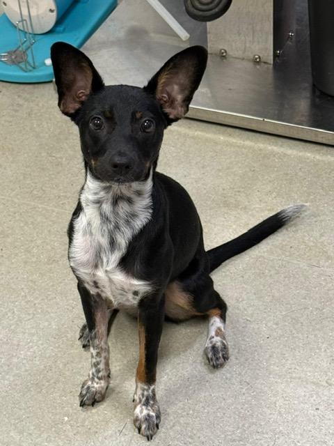 Bloom, a ADOPTABLE mixed breed in Tallahassee, FL image 3/3