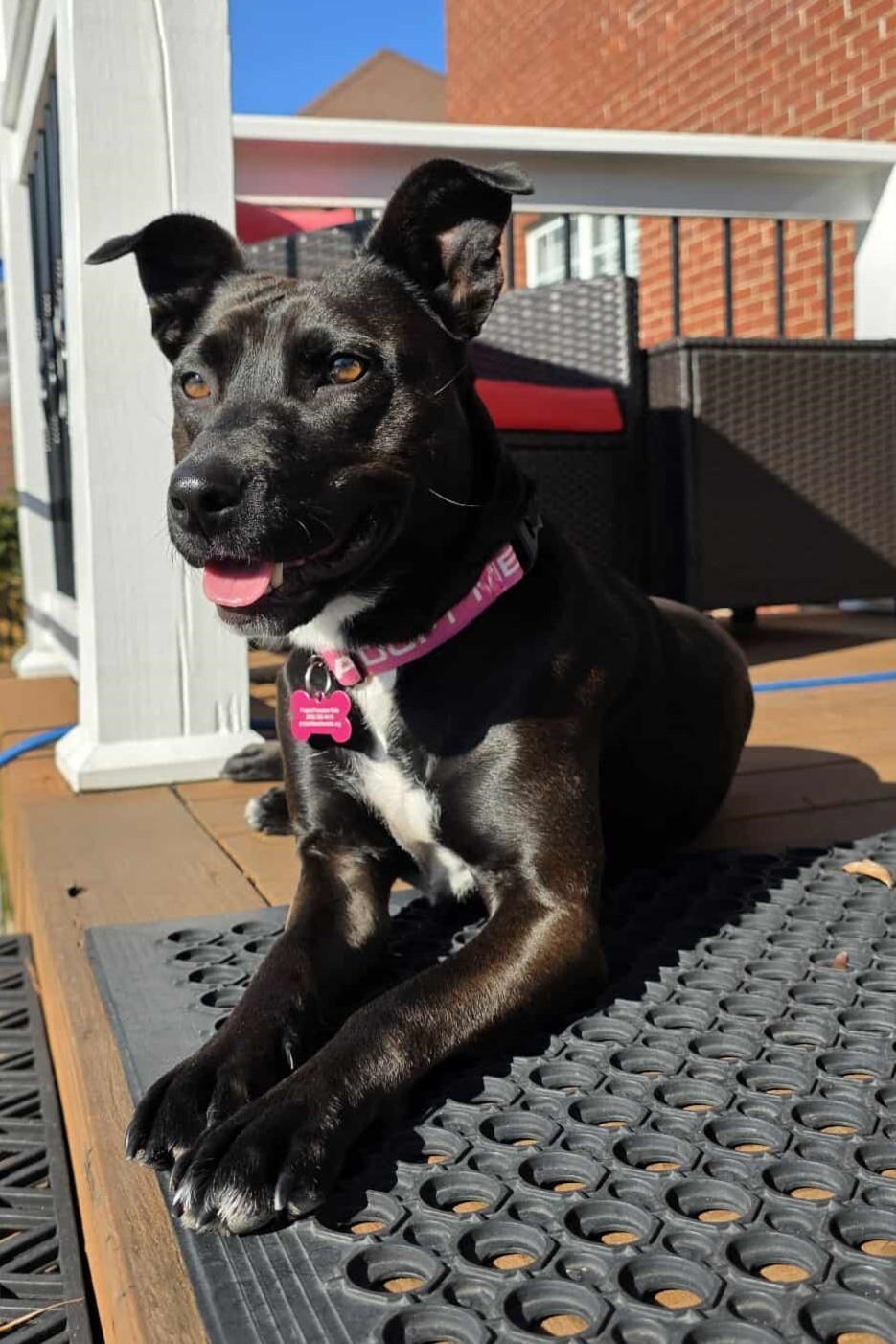 Enlarge Josie, a Adoptable mixed breed in St. Louis, MO image 4/6