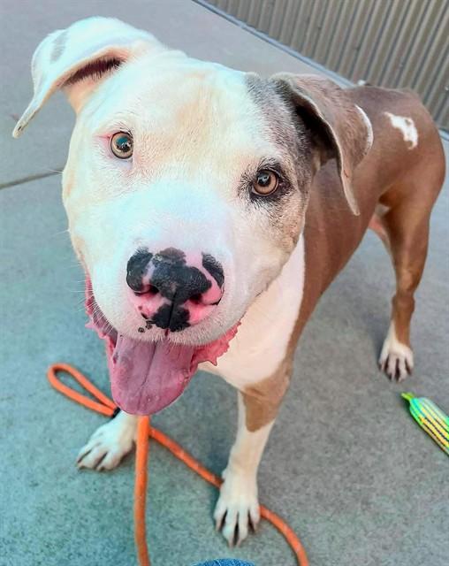 Enlarge FETTY, a Adoptable Pit Bull Terrier in Sacramento, CA image 1/1