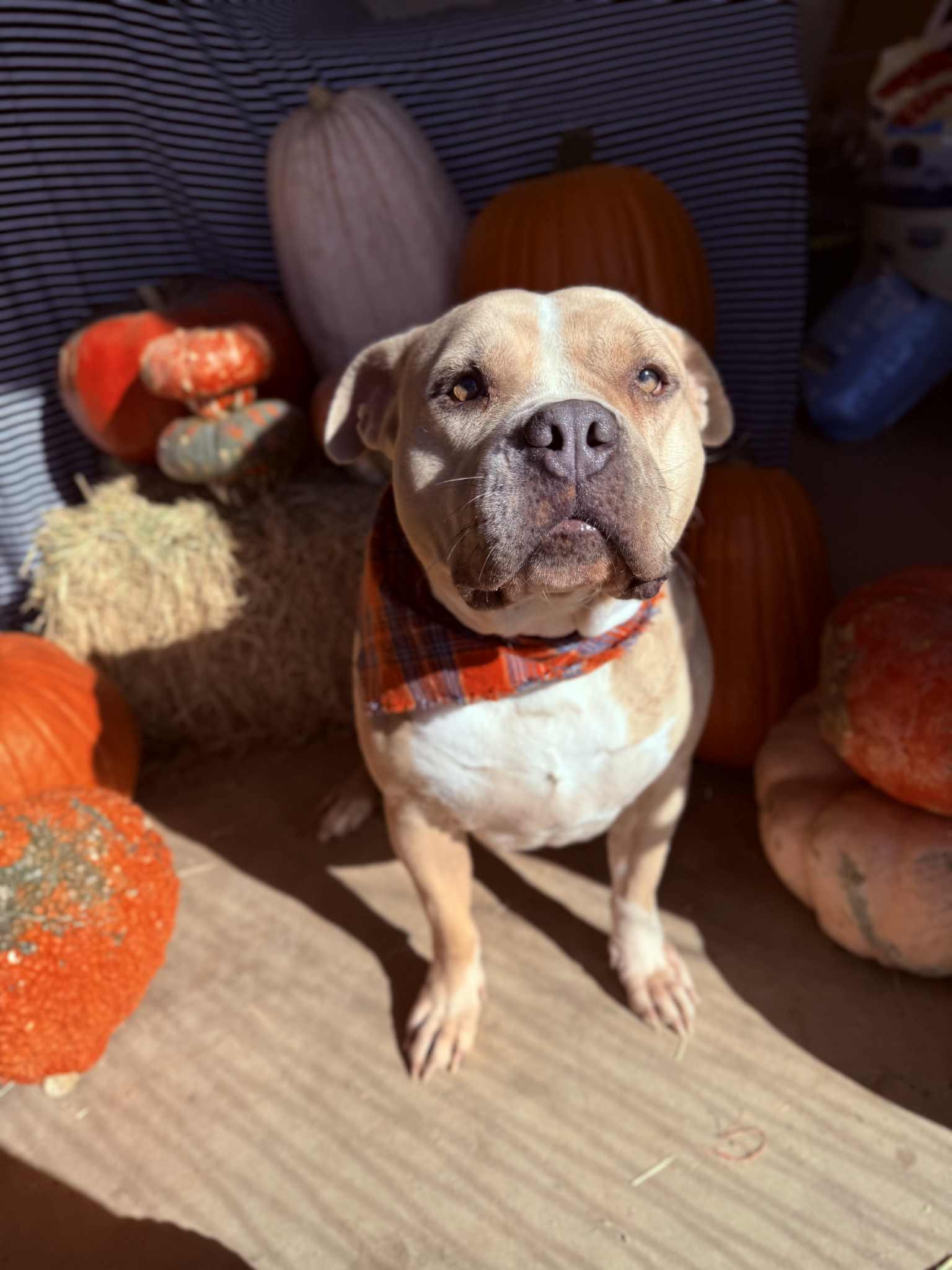 Enlarge Suede, a Adoptable Pit Bull Terrier in Clovis, NM image 4/6