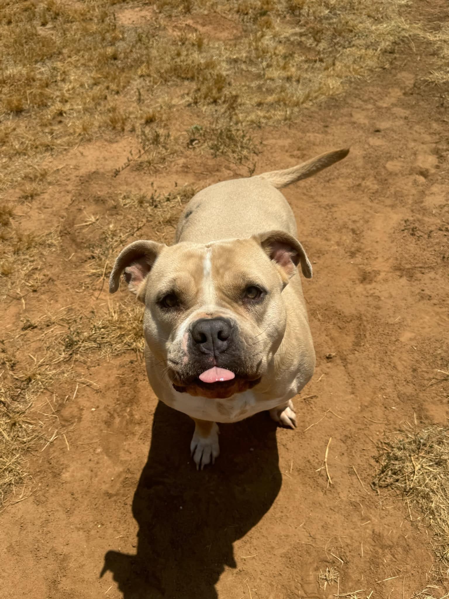 Enlarge Suede, a Adoptable Pit Bull Terrier in Clovis, NM image 5/6