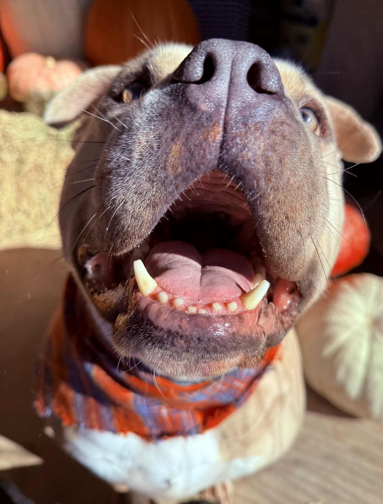 Enlarge Suede, a Adoptable Pit Bull Terrier in Clovis, NM image 6/6