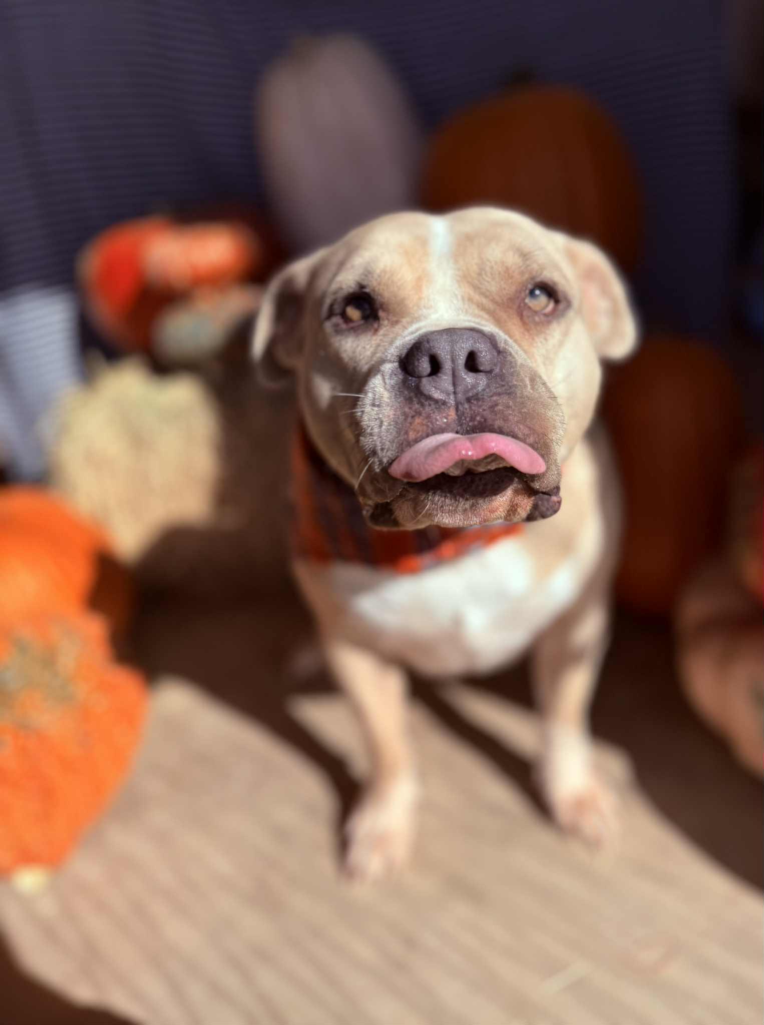 Suede, Adoptable, Adult Female Pit Bull Terrier.