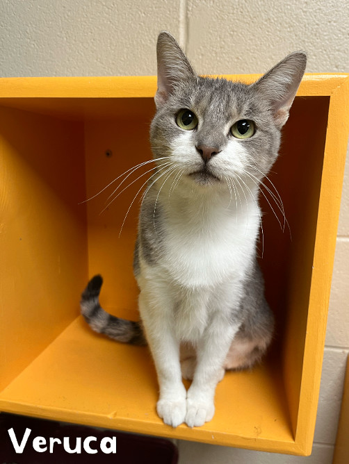 Harper, a Adoptable Tabby in Valparaiso, IN image 2/3