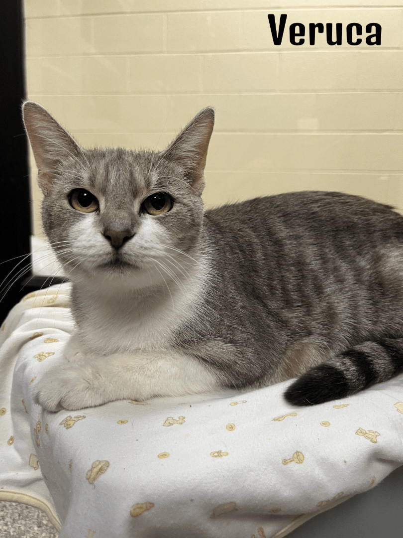 Harper, a Adoptable Tabby in Valparaiso, IN image 3/3