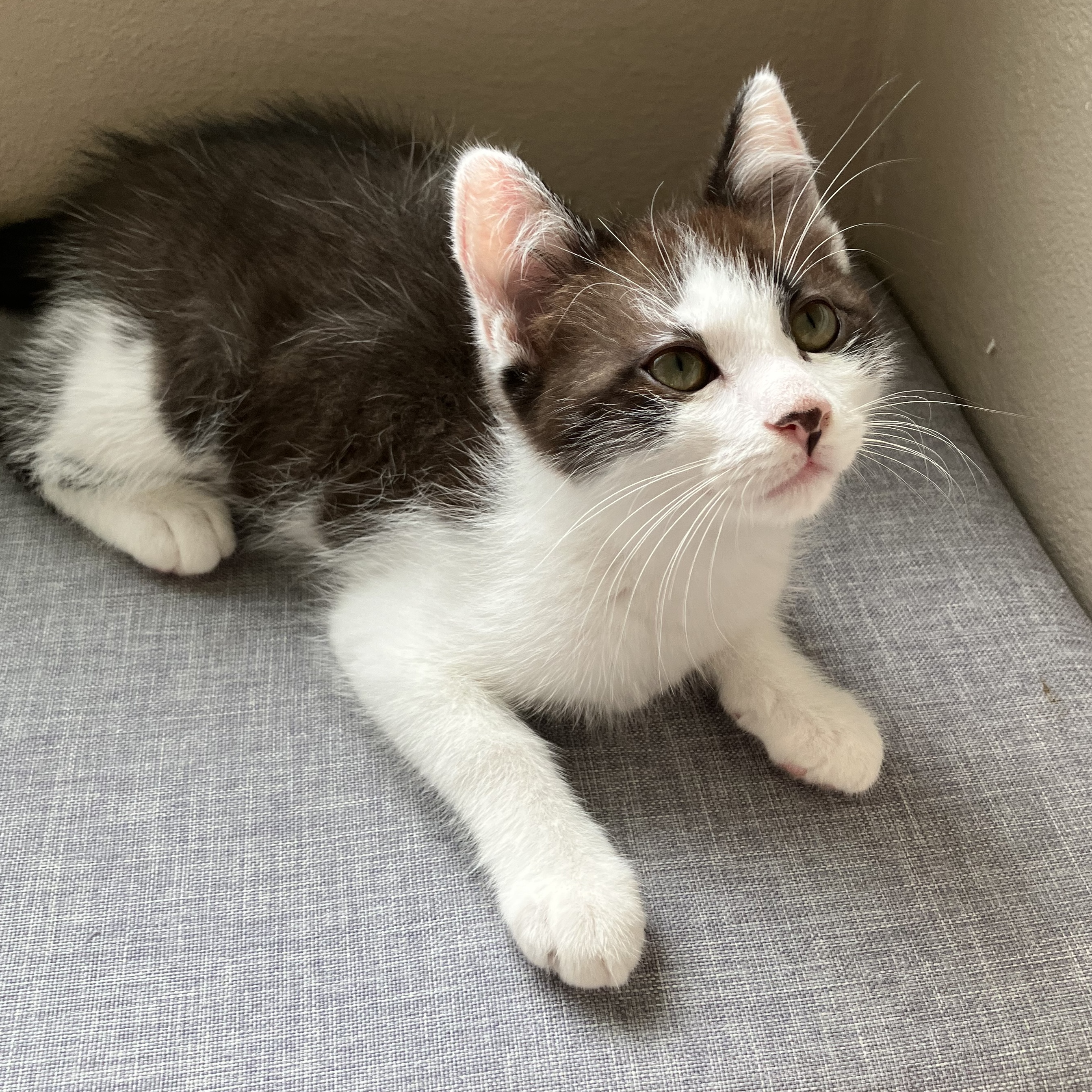 Odie, a Adopted Domestic Medium Hair in DeLand, FL image 1/4