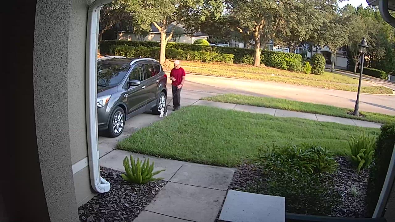 Enlarge Odie, a Adopted Domestic Medium Hair in DeLand, FL video 4/4