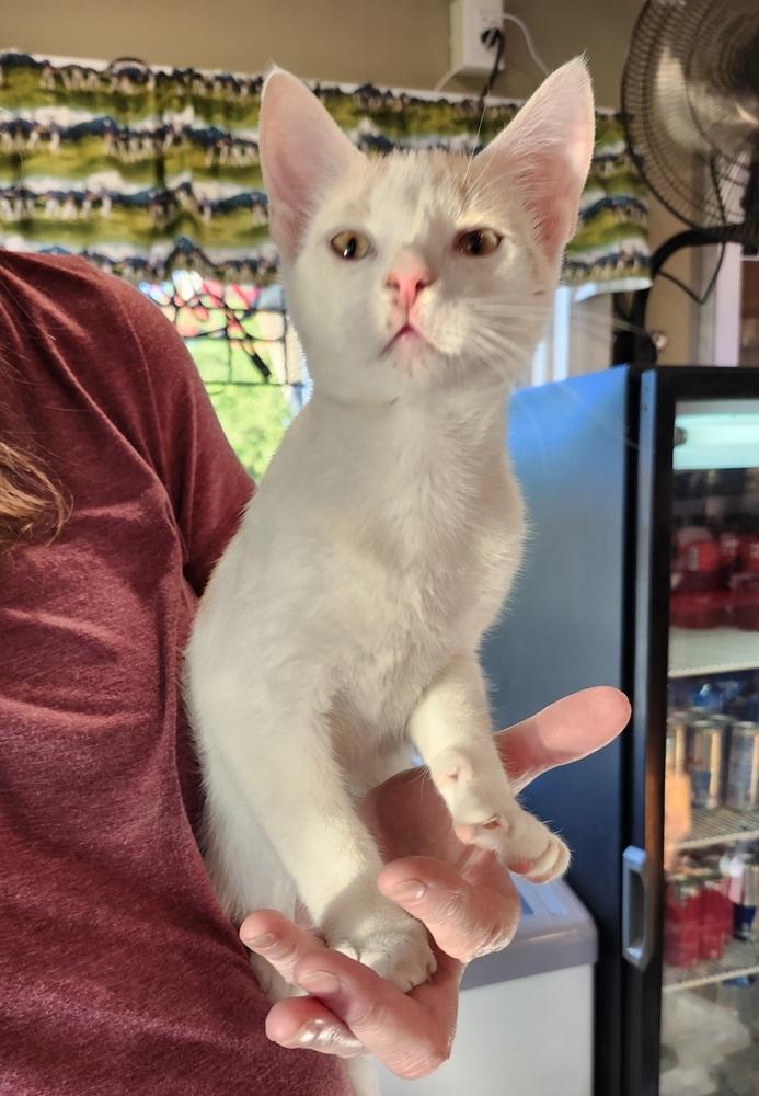 Buzz, Adoptable, Kitten Male Domestic Short Hair.