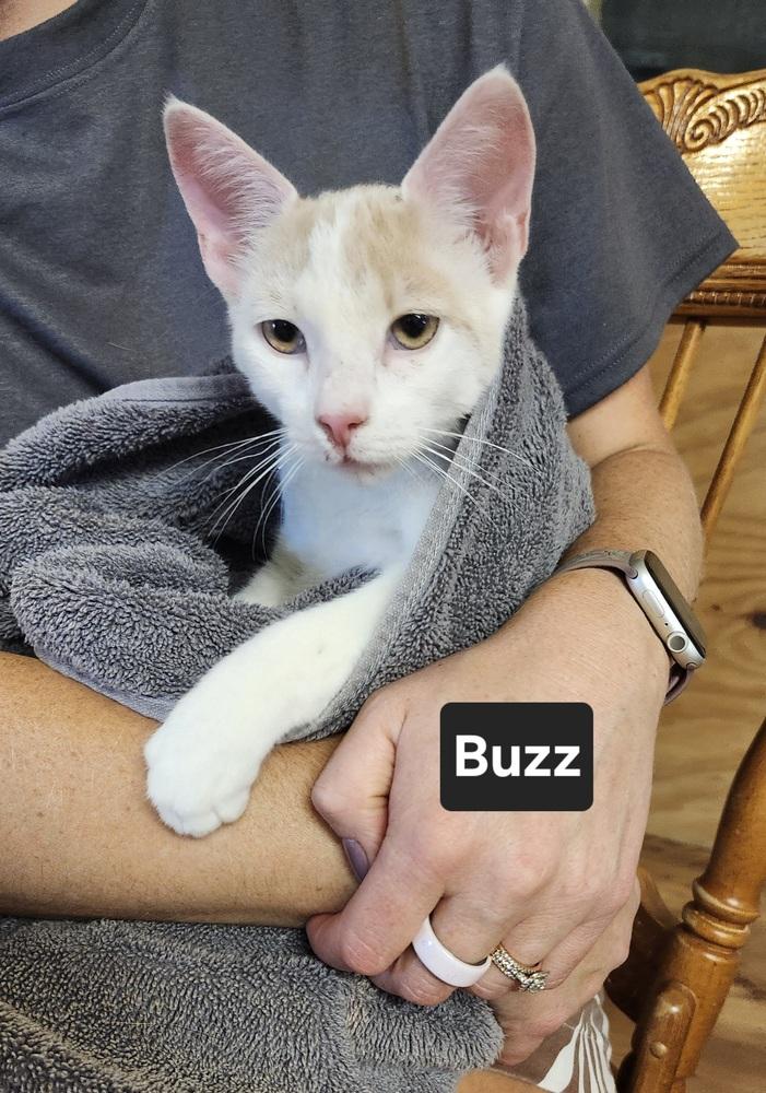Enlarge Buzz, a Adoptable mixed breed in East Greenville, PA image 3/4