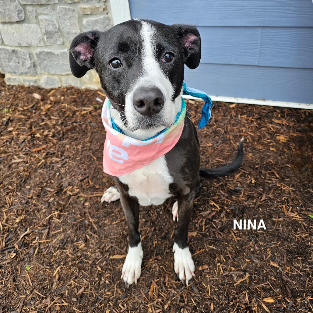 Enlarge Nina, a Adoptable mixed breed in Madisonville, TN image 1/6
