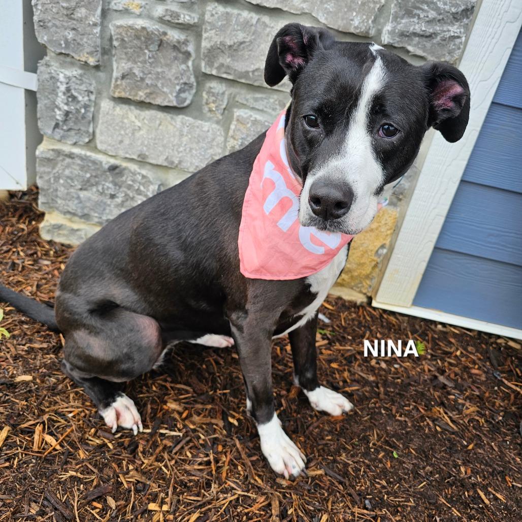 Nina, Adoptable, Adult Female Mixed Breed & Mixed Breed.