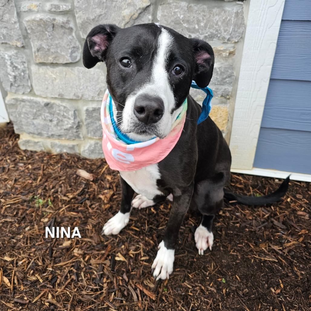 Nina, a Adoptable mixed breed in Madisonville, TN image 2/6