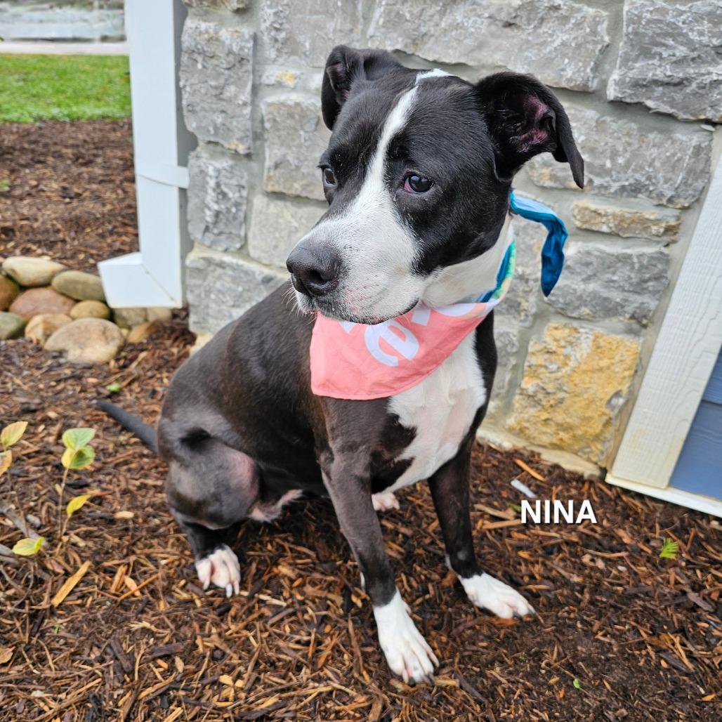 Nina, a Adoptable mixed breed in Madisonville, TN image 3/6