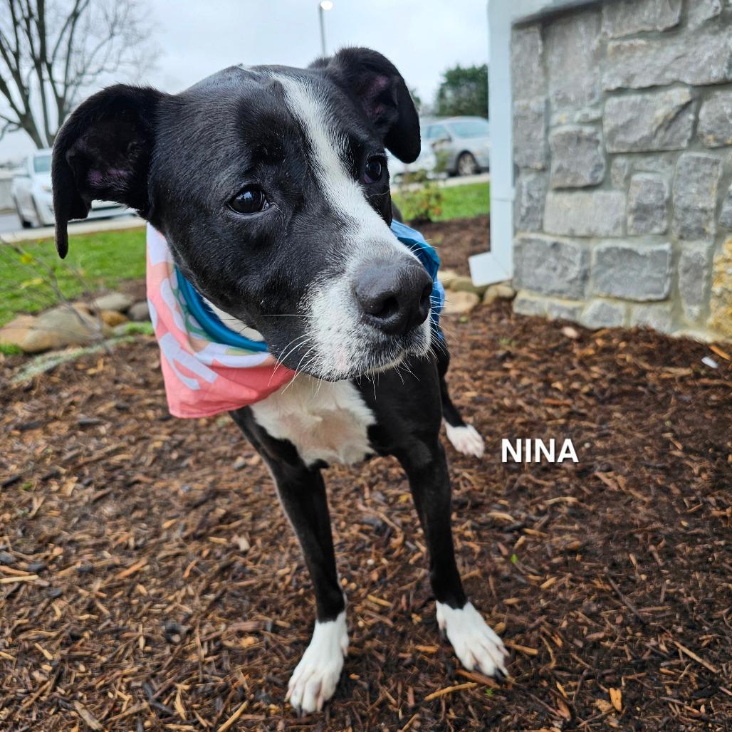 Nina, a Adoptable mixed breed in Madisonville, TN image 4/6