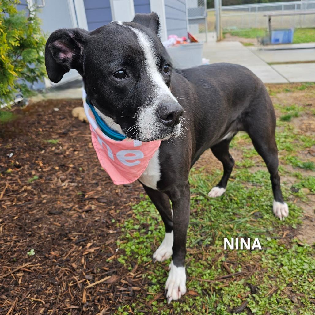 Nina, a Adoptable mixed breed in Madisonville, TN image 6/6