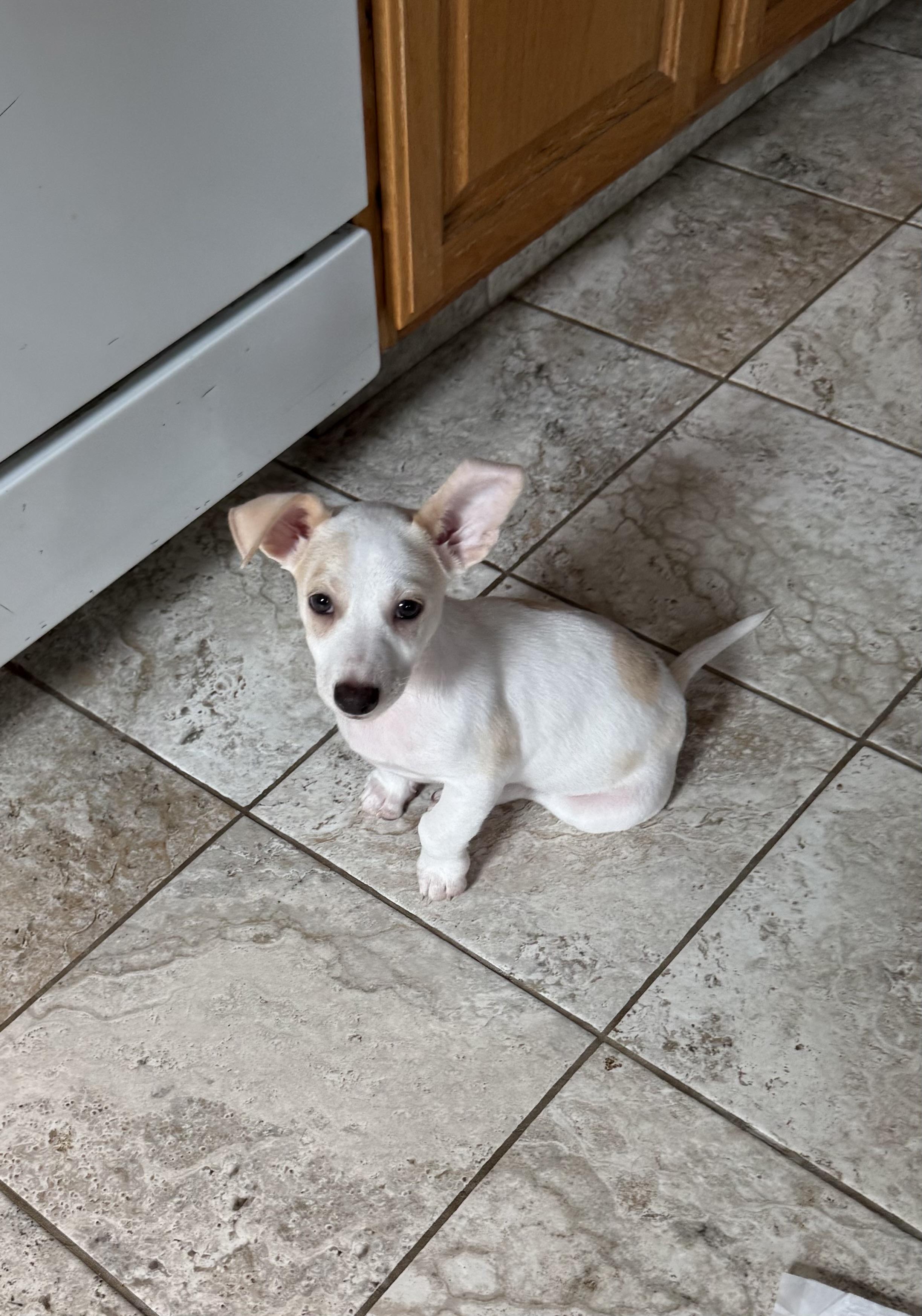 Raspberry, a Adoptable mixed breed in Kentwood, MI image 2/5