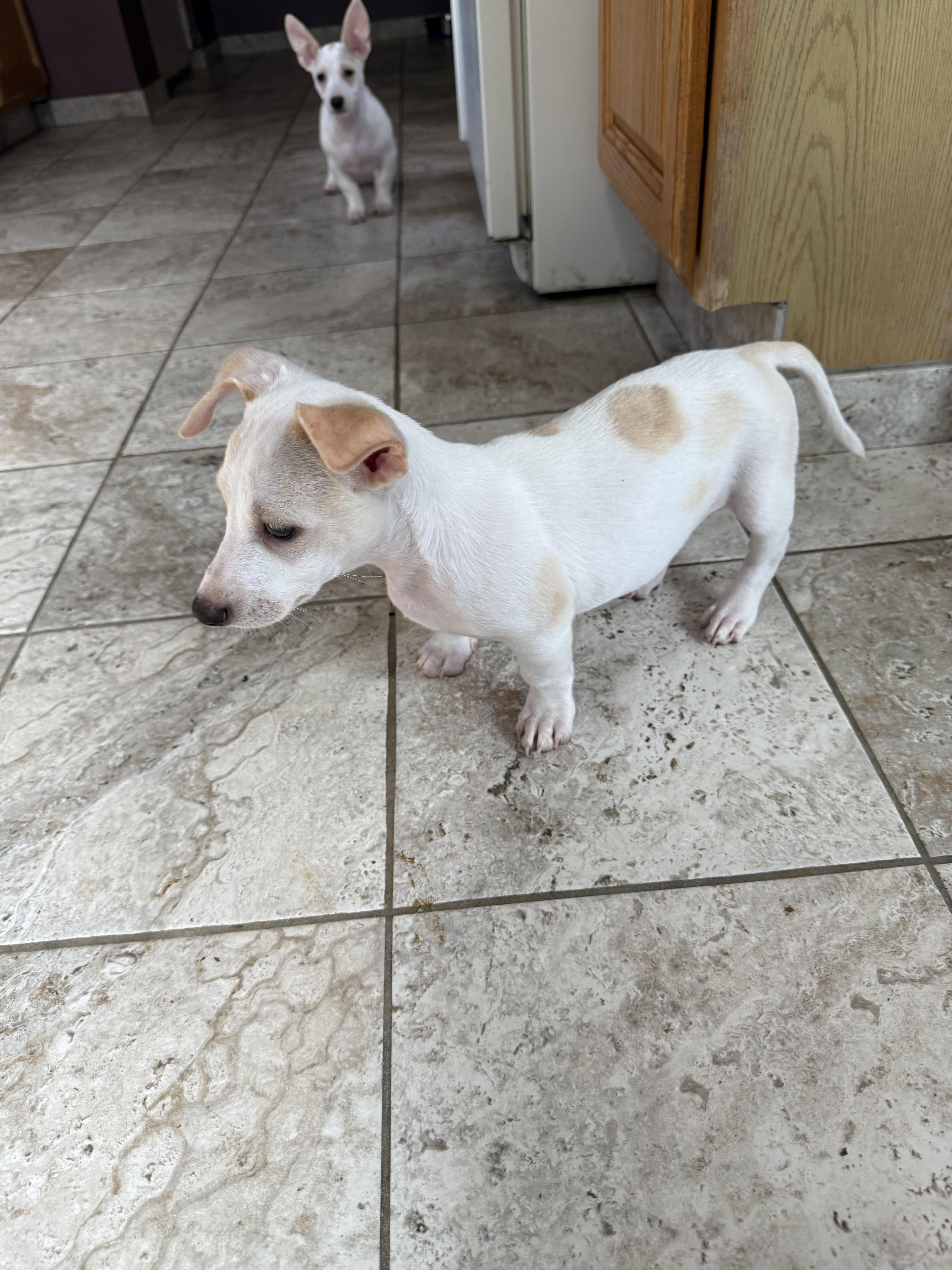 Raspberry, a Adoptable mixed breed in Kentwood, MI image 5/5
