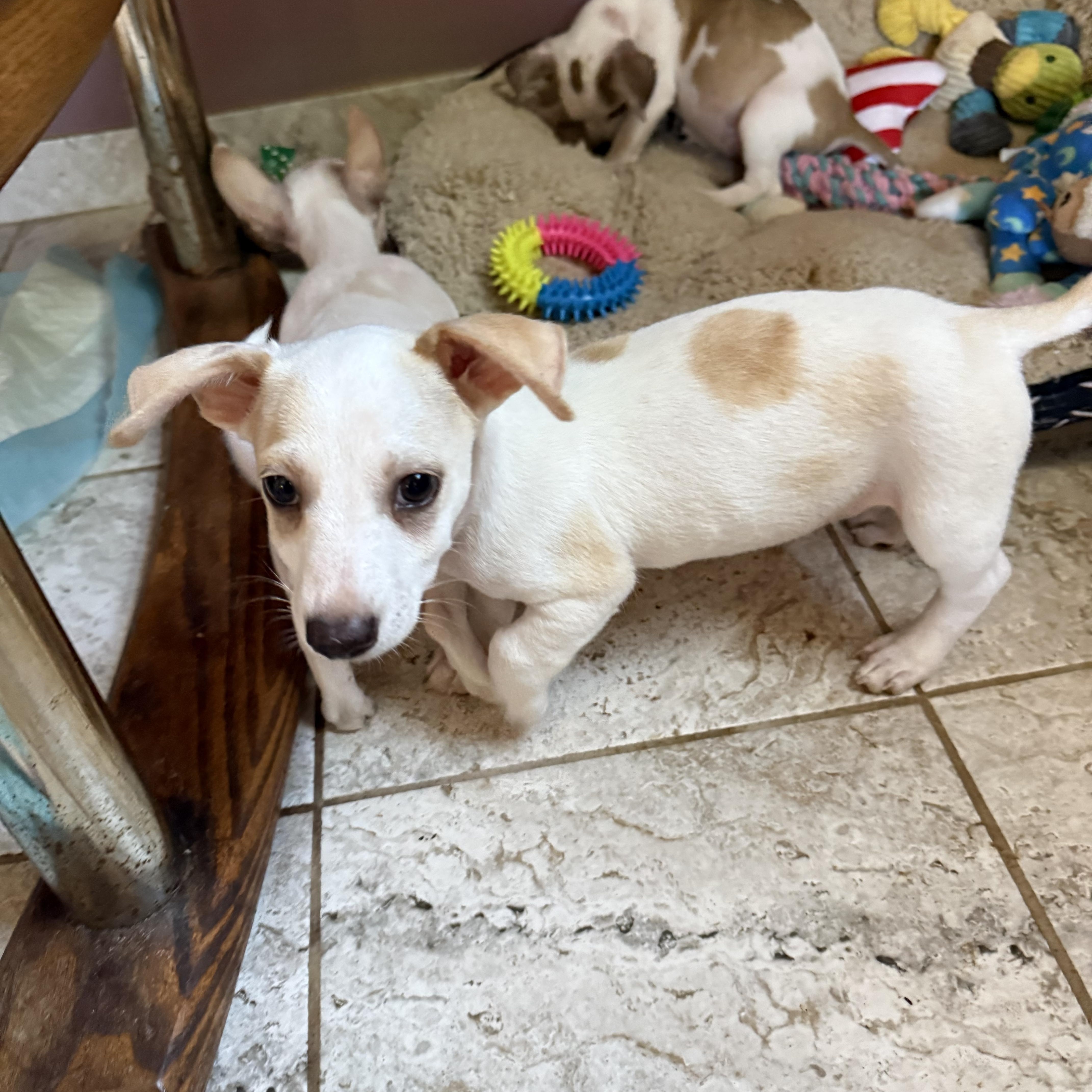 Raspberry, a Adoptable mixed breed in Kentwood, MI image 1/5